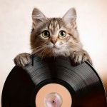 Lofi Beats For Cozy Paws - Album by Classical Music for Pets | Spotify Lofi Beats For Cozy Paws