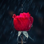님이 오시는 길 - Single by 어반 언플러그드 | Spotify 님이 오시는 길