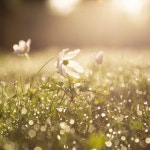 One More Spring - Single by Serge Pavkin | Spotify One More Spring