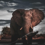 Animal - song and lyrics by Fyze | Spotify Animal