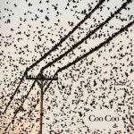 Coo Coo - song and lyrics by Db+ | Spotify Coo Coo