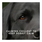 Calming Chillout To Keep Doggy Calm - Album by Relaxing Dog Chillout | Spotify Calming Chillout To Keep Doggy Calm