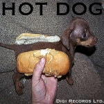 Hot Dog - Single by Steve Ray | Spotify