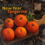 New Year Tangerine - Single by Scabrous Cat | Spotify New Year Tangerine