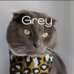 Grey - Single by Forest | Spotify Grey