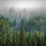 Cozy Forest Ambient With Piano - EP by Cozy Forest Ambient | Spotify