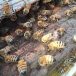 Oh, Honey - Single by Pennsylvania Watson | Spotify Oh, Honey