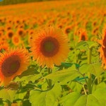 august! - Single by bluu! | Spotify august!