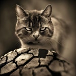 Wicked Cat In The Basement - Single by Geoffrey SmartPunk | Spotify Wicked Cat In The Basement