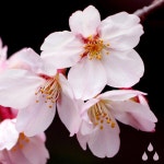 blossom. - Album by gray organization. | Spotify blossom.