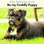 2 0 2 3 Be my Cuddly Puppy - Album by Dog Relaxing Zone | Spotify 2 0 2 3 Be my Cuddly Puppy