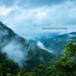 Biodiversity Bliss: Rainforest Refuge - Single by Natural Sound Makers | Spotify Biodiversity Bliss: Rainforest Refuge