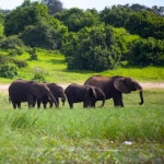 Washington State (Whupped By the Dawgs) - Single by Mother Natures Army | Spotify Washington State (Whupped By the Dawgs)