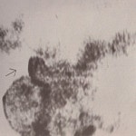 Numbered Four - Single - Single by Roel Meelkop | Spotify Numbered Four - Single