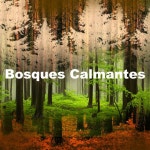 Bosques Calmantes - Album by Sonidos De Pajaros | Spotify Bosques Calmantes