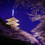 Hanami Nights - Album by Asian Lofi | Spotify Hanami Nights