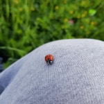 paranoid - Single by liz bordeaux | Spotify paranoid