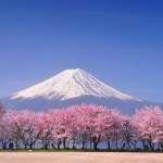 BLOSSOM PHONK - song and lyrics by L1OR | Spotify BLOSSOM PHONK