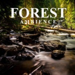 Forest Ambience (Unlimited Hours) - Single by Ambient Sounds from Im In Records | Spotify Forest Ambience (Unlimited Hours)