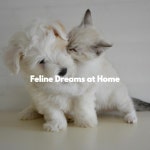 Feline Dreams at Home - Album by Happy Classic Bossa | Spotify Feline Dreams at Home