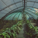 Amber Phantom - song and lyrics by Tommy $wamp | Spotify Amber Phantom