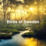Birds and Creeks - EP by Birds of Sweden | Spotify Birds and Creeks