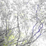 Photographs - Single by joenuts | Spotify Photographs