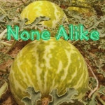 None Alike - song and lyrics by Pernell Frost | Spotify None Alike