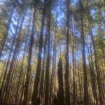 2015 - song by Kaisei | Spotify 2015