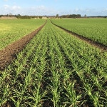 Calculating tillage incomes for 2024 - The Tillage Edge | Podcast on Spotify Calculating tillage incomes for 2024