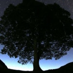Trial Begins for Sycamore Tree Vandals, Chancellor Pushes for UK-EU Ties, Court Delays Overcrowd Prisons, Heriot-Watt Detects... 