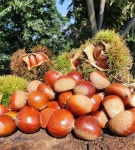 LATELY(레이틀리) [레이틀리] 공주알밤 2020년 햇밤(산지직송)국산밤 알밤 옥광밤