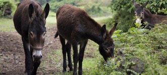 통나무파크호텔 | 제주호텔 예약 · 가격비교 | 호텔패스