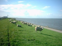 Nicely Furnished Chalet With one Oven, Near the Wadden Sea | Qantas Hotels Nicely Furnished Chalet With one Oven, Near the Wadden Sea