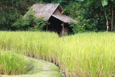 촘포르 란나 레스토랑 & 부티크 리조트 (Chompor Lanna Restaurant & Boutique Resort) - 몽키트래블