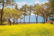 롯데제과롯데호텔제주점 | 롯데 호텔 제주 검색결과 롯데 호텔 제주