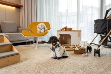 서머셋 제주신화월드 검색결과 서머셋 제주신화월드