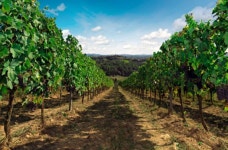Fattoria Il Bacio | Qantas Hotels Fattoria Il Bacio