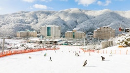 비발디파크 검색결과 비발디파크