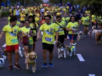 Dogs run for a cause in Phillipines Dogs run for a cause in Phillipines | The Express Tribune