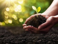 Overuse of chemical pesticides weakens soil Overuse of chemical pesticides weakens soil | The Express Tribune