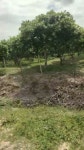 ដីលក់បន្ទាន់ Meeting land - YouTube