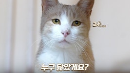 네이버 인플루언서 [네이버 인플루언서] 길에서는 평범했던 고양이가 집냥이 되고나니 영화배우 닮았대요 | 베베...