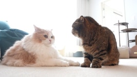 네이버 인플루언서 [네이버 인플루언서] 루루와 디디 싸우기 5초 전