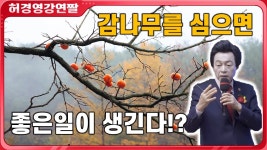 집에 감나무를 심으면 좋은 일이 생긴다는데 (허경영) - 정치, 사회 갤러리