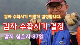 네이버 인플루언서 [네이버 인플루언서] 풀뿌리농장의 감자수확시기