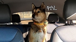 네이버 인플루언서 [네이버 인플루언서] 차에 강아지만 두고 가면 벌어지는 일..