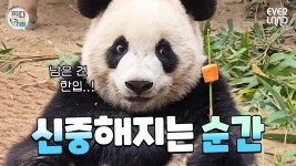 판다와쏭-루발장 VS 후밤코 사과전쟁🍎 - 바오패밀리 마이너 갤러리