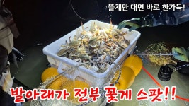 네이버 인플루언서 [네이버 인플루언서] 잡는 족족 통에 쌓입니다.. 이게 다 꽃게! / 곰섬바다정원펜션
