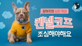 네이버 인플루언서 [네이버 인플루언서] 해든동물의료센터의 동물병원